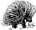 porcupine